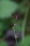 Fibrousroot sedge